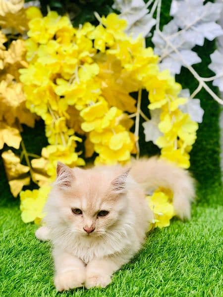 beautiful kitten available for sale 3