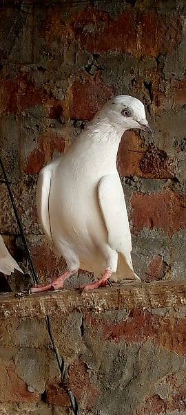 Teddy pigeon male 1