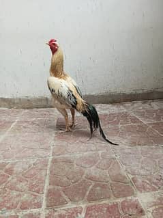 Aseel Hen Setup For Sale