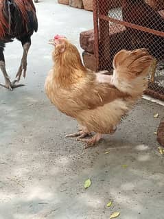 imported hens