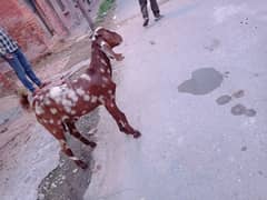 dasi Bakra