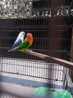 2 Pairs Fisher Breader Parrot