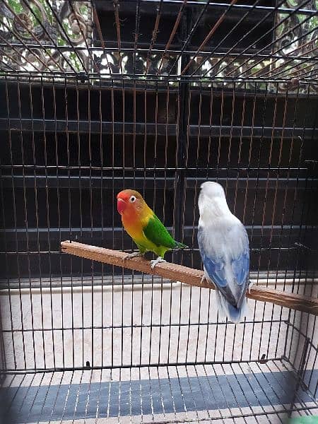 2 Pairs Fisher Breader Parrot 2