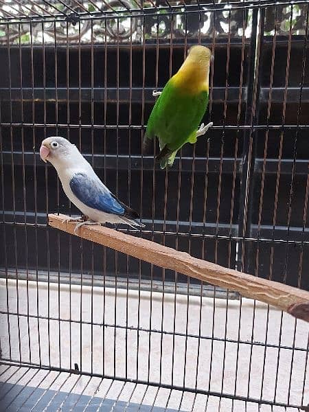 2 Pairs Fisher Breader Parrot 3