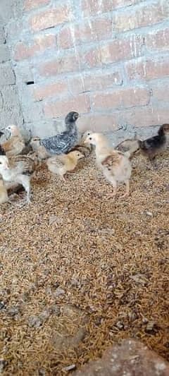 Golden Misri chozay for Sale 0