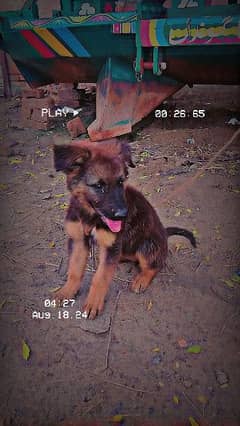 German shepherd female puppy for sale