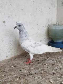 pigeons kabli