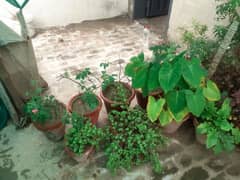 100 + outdoor plants age 4 years ( fruits, flower plants)