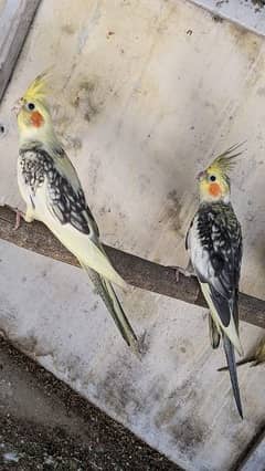 Cocktail Parrots