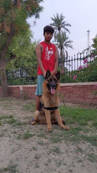 *German shepherd adult male*
available for sale 
Confirm stud 5