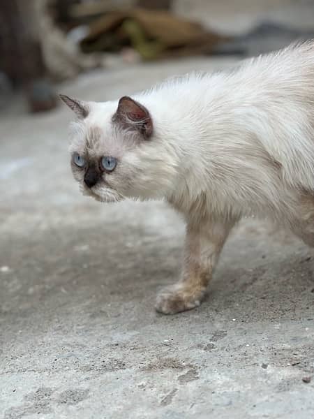 himalayan persian 3