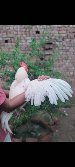 paper white begum pair eggs for sale con# 0309 6870114