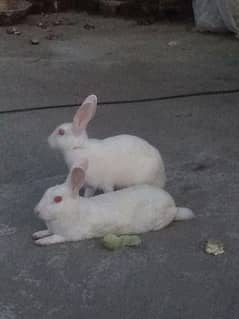 rabits pair