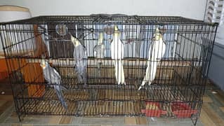 Cockatiel 5 pieces with Cage and Boxes