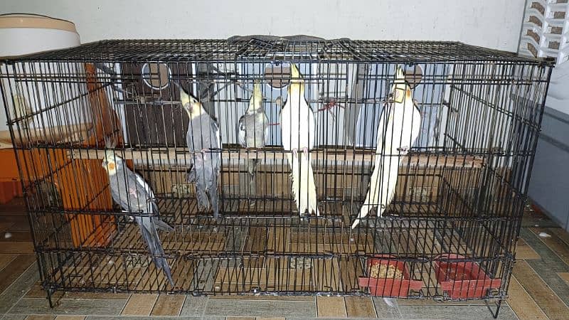 Cockatiel 5 pieces with Cage and Boxes 0