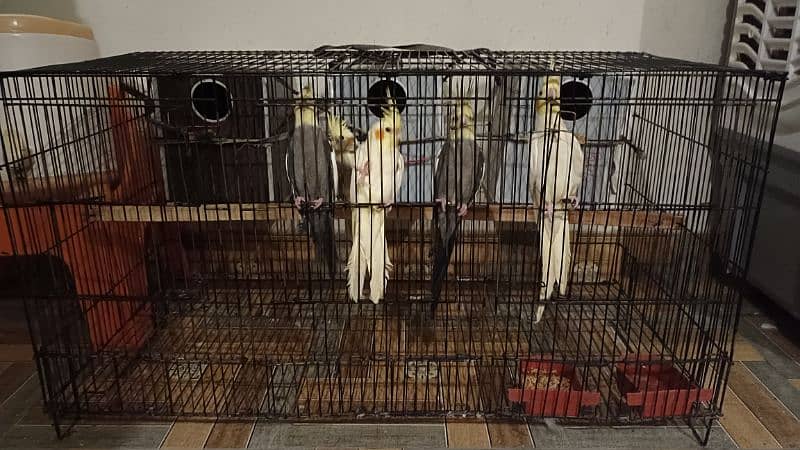 Cockatiel 5 pieces with Cage and Boxes 1