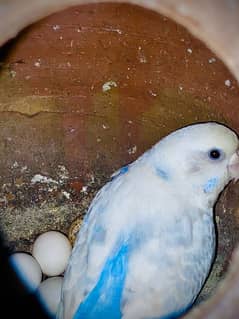 Australian Buggies parrots 0