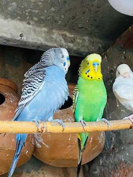 Australian Buggies parrots 8