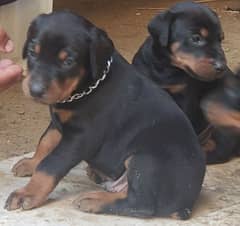 Doberman puppy