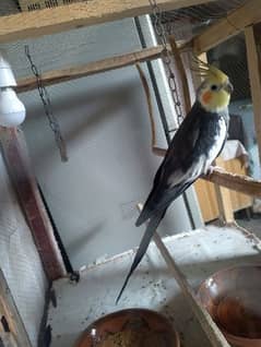 Cocktail Male available Contact: (03285513151)