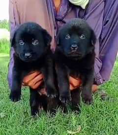 black German Shepherd double coat pair