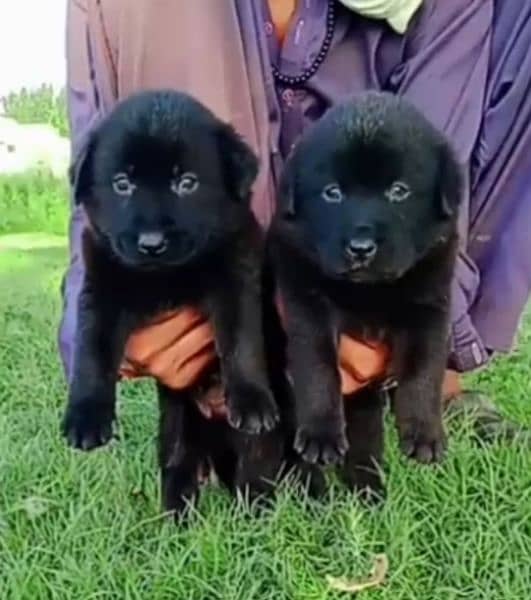 black German Shepherd double coat pair 1