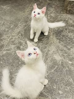 Pure Persian triple coated pair cats