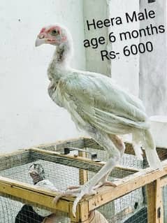 Heera | Lakha | Mushka | Lassani | Hens | Aseel | Chicks