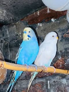 5 Love Birds Breader Pairs