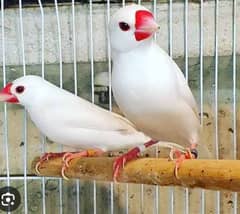 silver white Java breeder 12 pair 03220 70 2009 2 by 2 by 4 ka cage