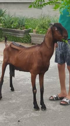 Nagri cross bakri | 6 dant | Breeder pic attached