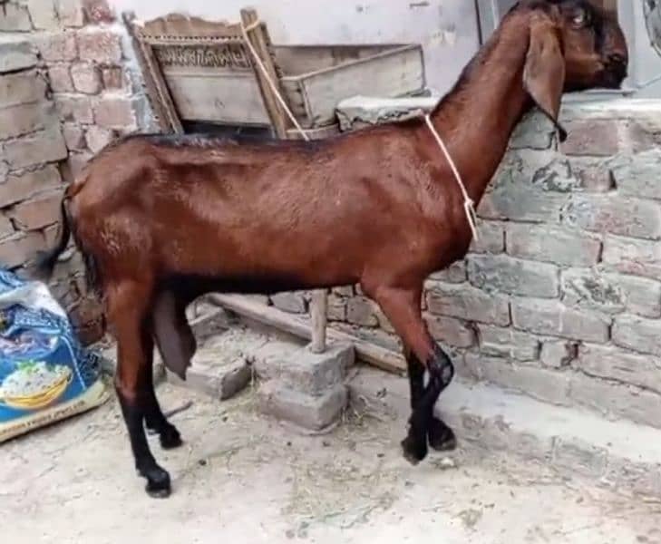 Nagri cross bakri | 6 dant | Breeder pic attached 1