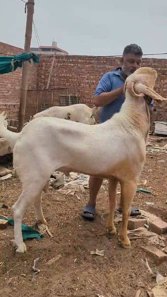 Nagri cross bakri | 6 dant | Breeder pic attached 3