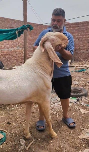 Nagri cross bakri | 6 dant | Breeder pic attached 4