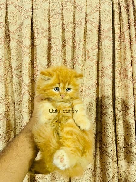 High quality kittens 03332050830 2