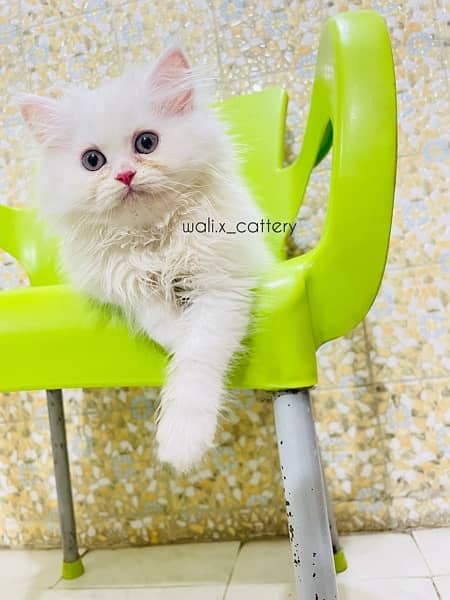 High quality kittens 03332050830 9