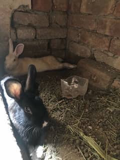 Rabbits breeder pair for sale