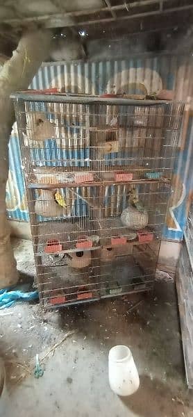 cages and bird 0