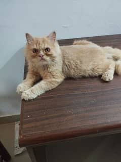 semi punch male triple coated Persian summer trim 0