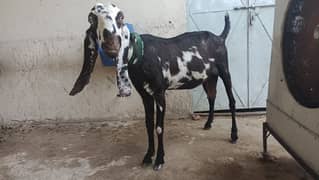 sahiwal betal goat with 1  smal goat five month for sale