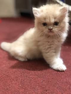 persian kittens (9000pkr)