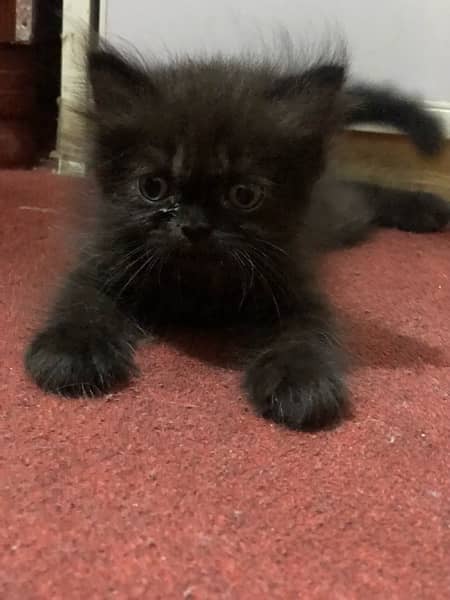 persian kittens (9000pkr) 1