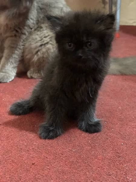 persian kittens (9000pkr) 2