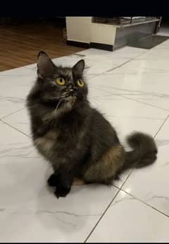 Persian Female Cat for sale