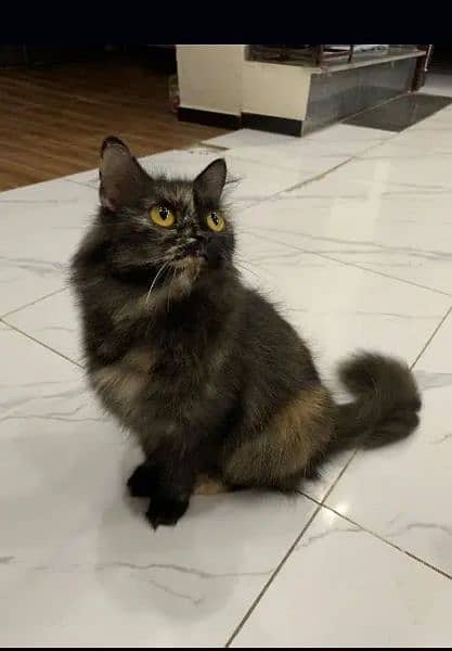 Persian Female Cat for sale 0