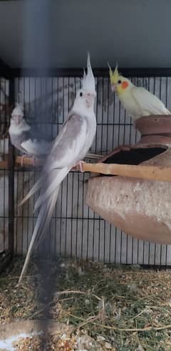 5 Pieces Breeding Pair Cockatiel & 2 Pieces Lohman Brown Hens 0