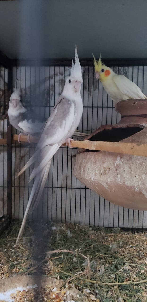 5 Pieces Breeding Pair Cockatiel & 2 Pieces Lohman Brown Hens 0