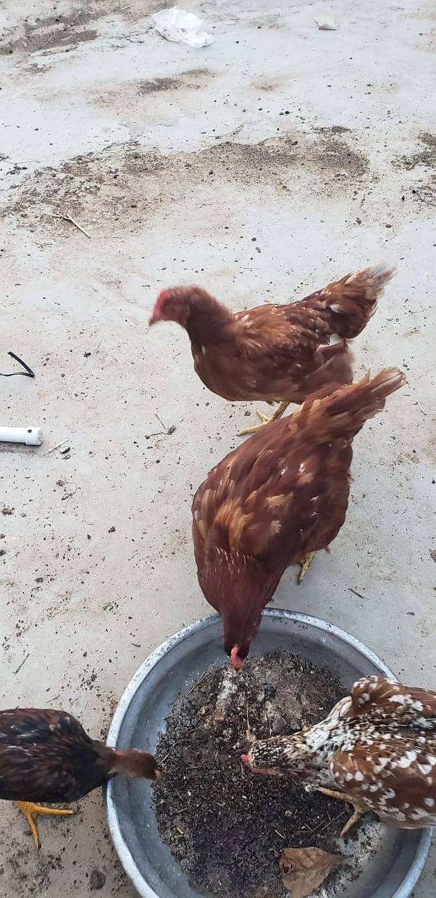 5 Pieces Breeding Pair Cockatiel & 2 Pieces Lohman Brown Hens 2