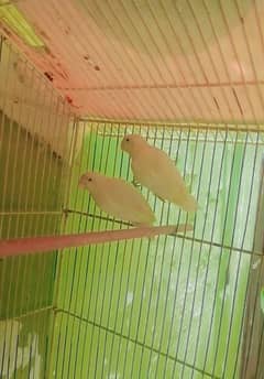 Albino black eye pair ready to breed age 13. to. 14 month 0