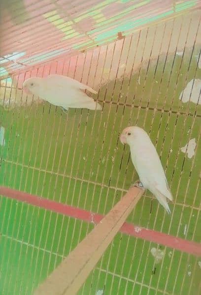 Albino black eye pair ready to breed age 13. to. 14 month 1